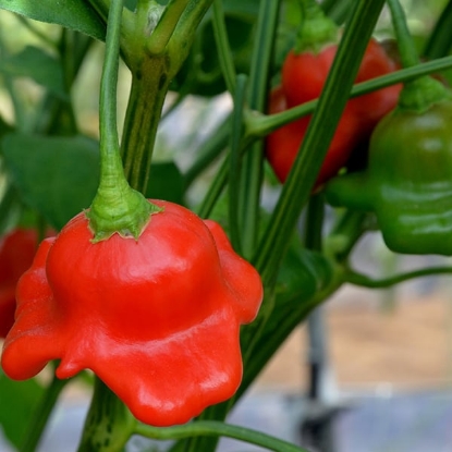 Picture of Bishops Crown Capsicum Chilli Pepper